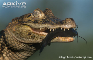 Illustration for article titled Sunday Crocodilian - Caiman latirostris Edition